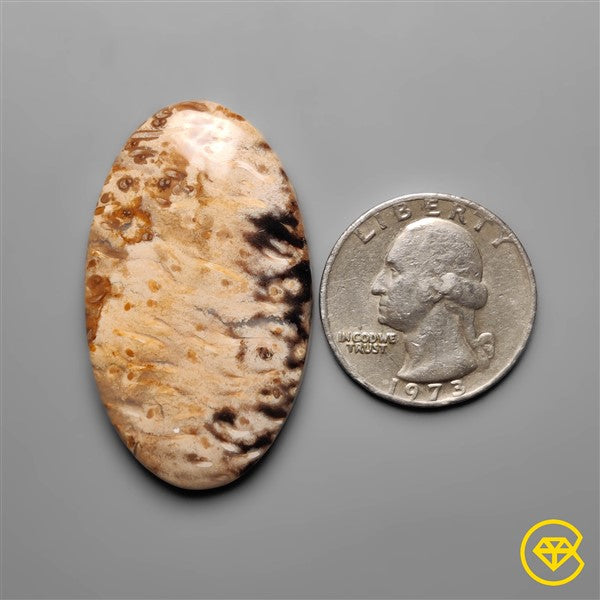 Palmroot Agate