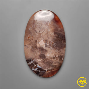 Arizona Petrified Opalwood