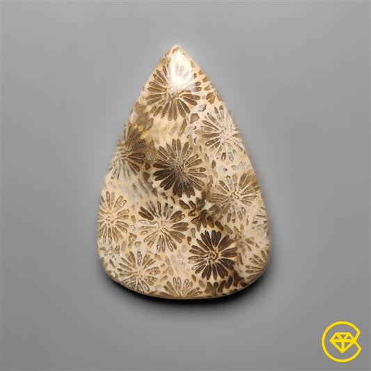 Fossil Coral