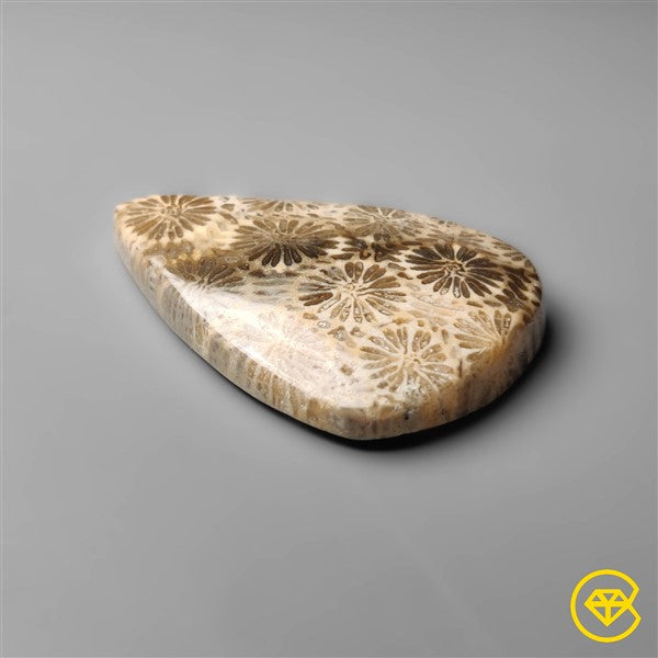 Fossil Coral