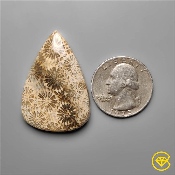 Fossil Coral