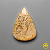 Fossil Coral