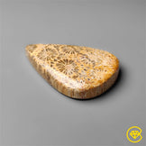 Fossil Coral