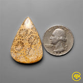 Fossil Coral