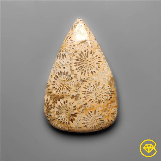 Fossil Coral