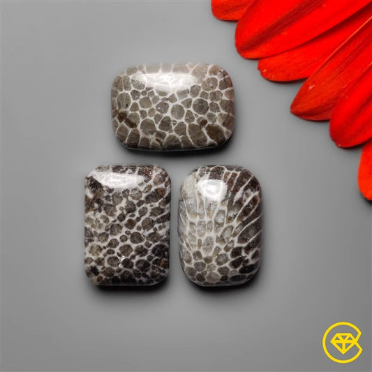 Fossil Coral