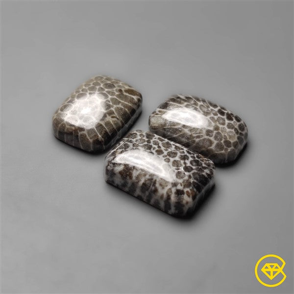 Fossil Coral