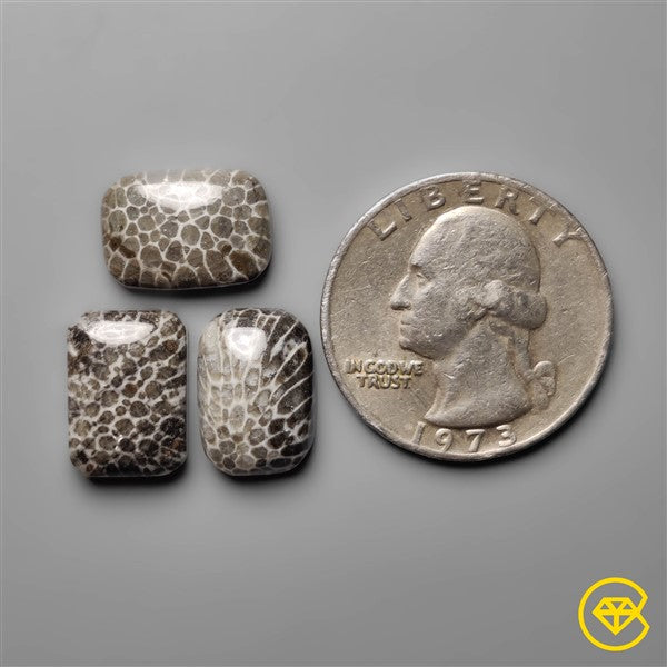 Fossil Coral