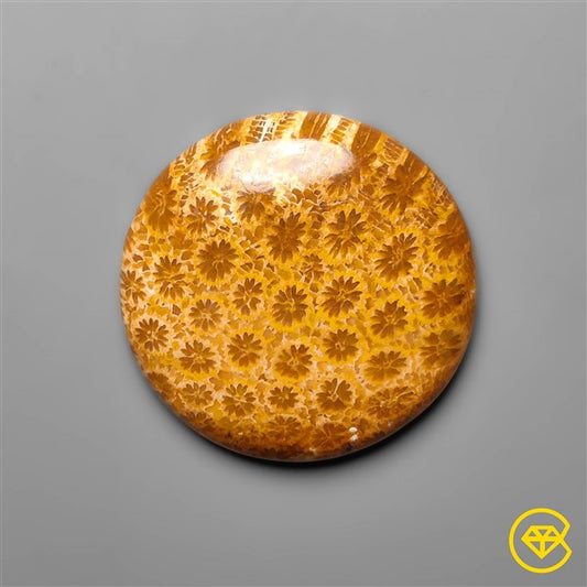 Fossil Coral