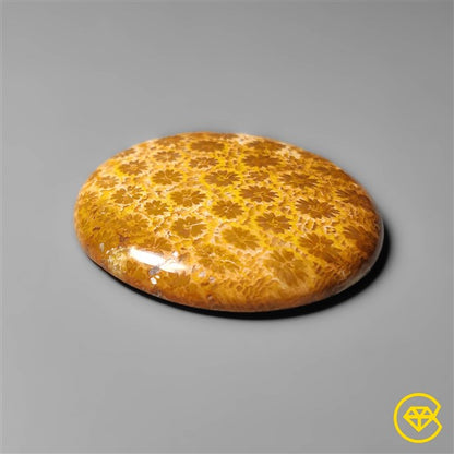 Fossil Coral