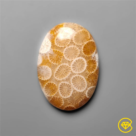 Fossil Coral