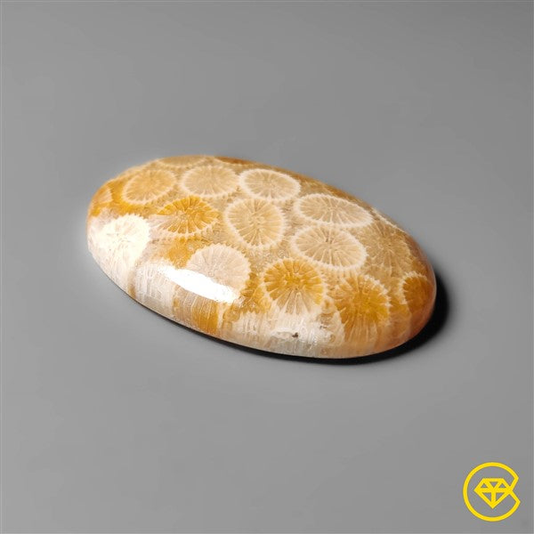 Fossil Coral