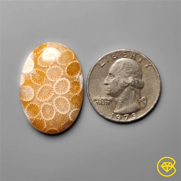 Fossil Coral