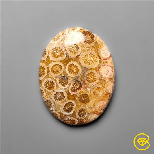 Fossil Coral
