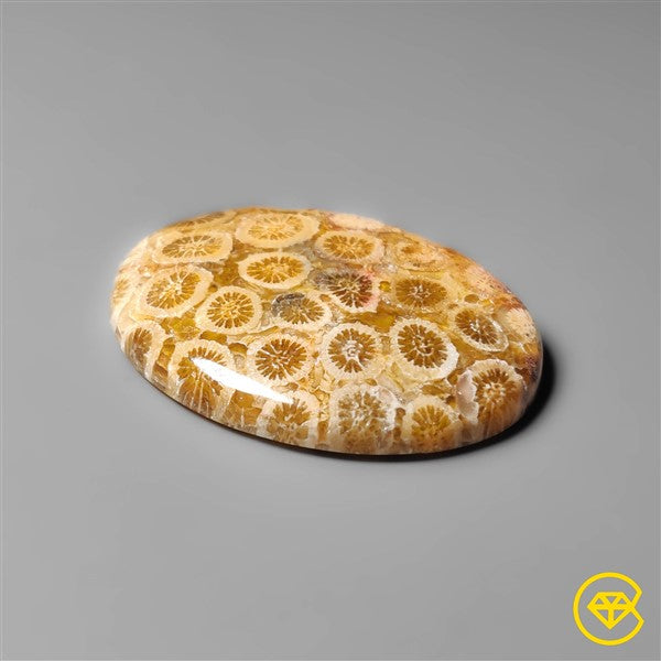 Fossil Coral