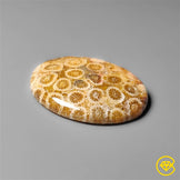 Fossil Coral