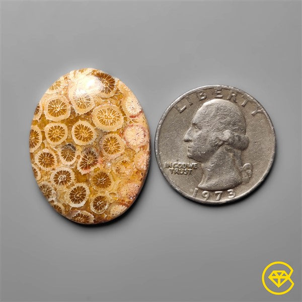 Fossil Coral