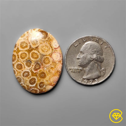 Fossil Coral