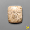 Fossil Coral