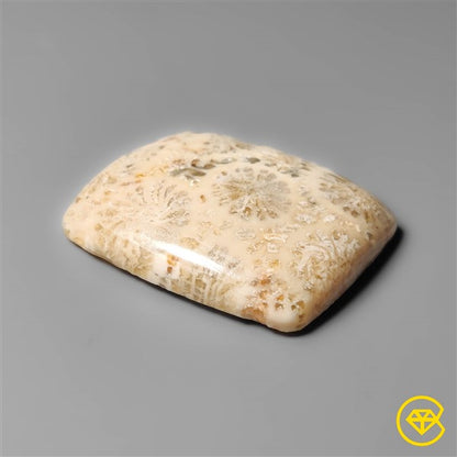 Fossil Coral