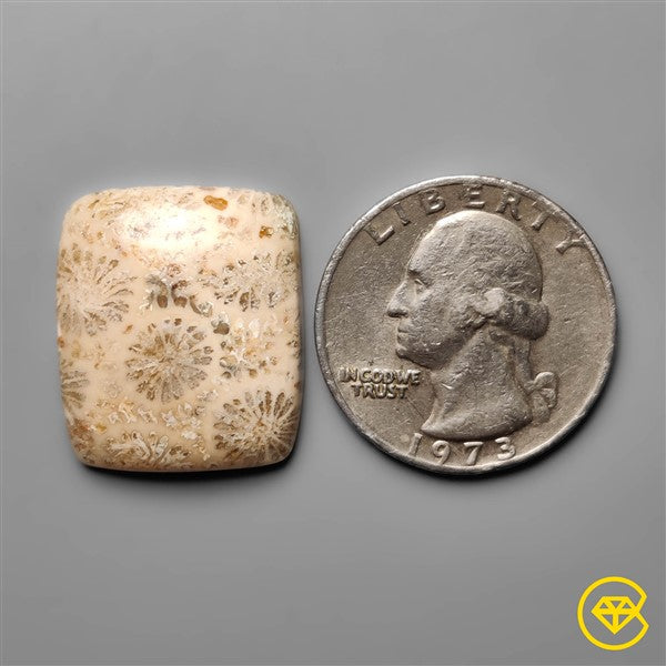 Fossil Coral