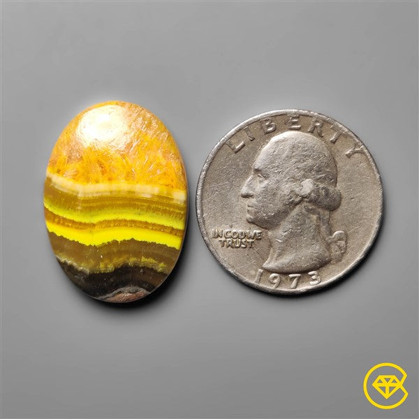 Bumble Bee Jasper