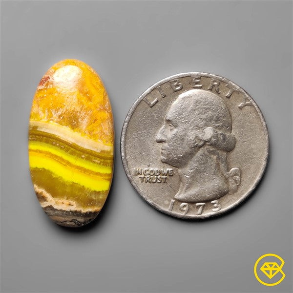 Bumble Bee Jasper