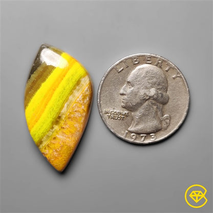 Bumble Bee Jasper