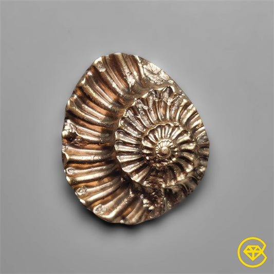 Ammonite,Pyrite