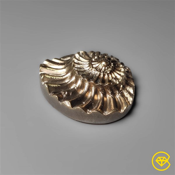 Ammonite,Pyrite