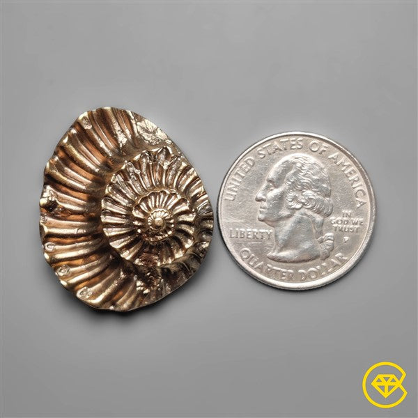 Ammonite,Pyrite