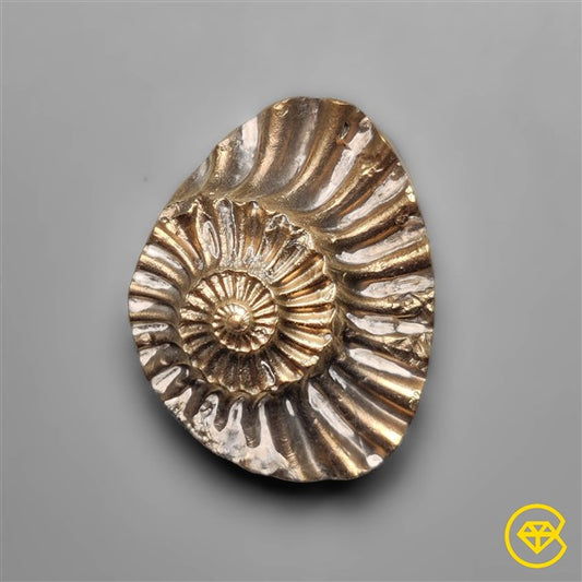 Ammonite,Pyrite