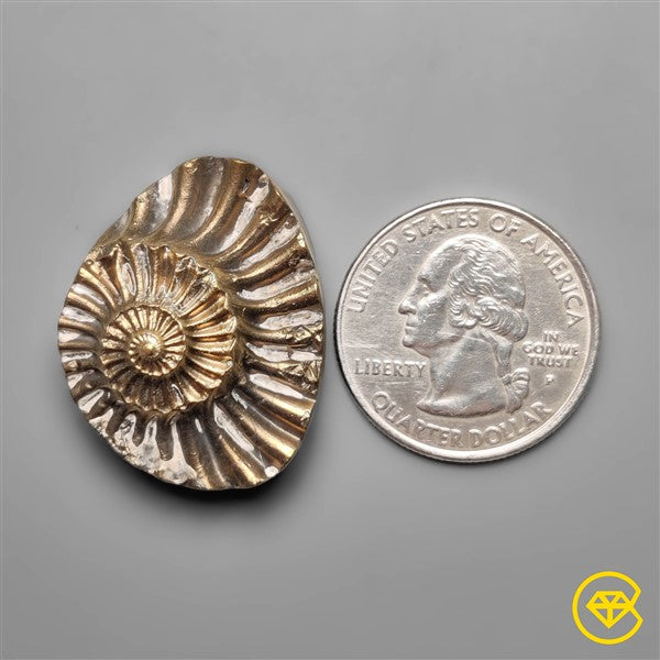 Ammonite,Pyrite
