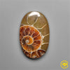 Ammonite