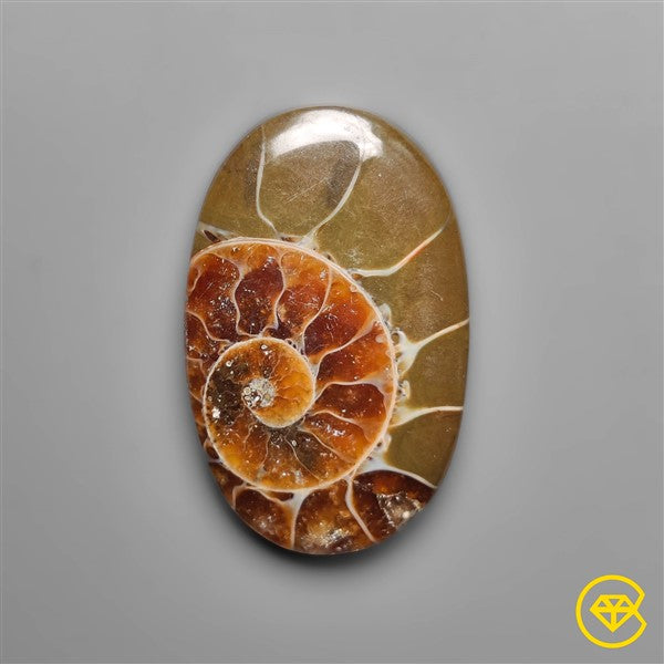 Ammonite