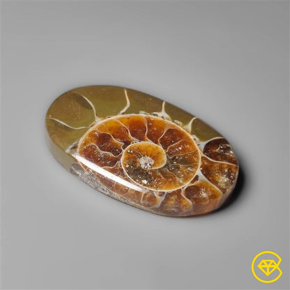 Ammonite