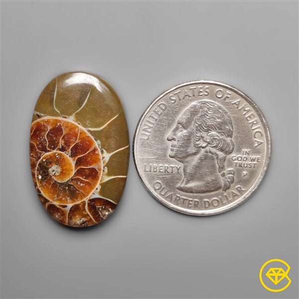 Ammonite