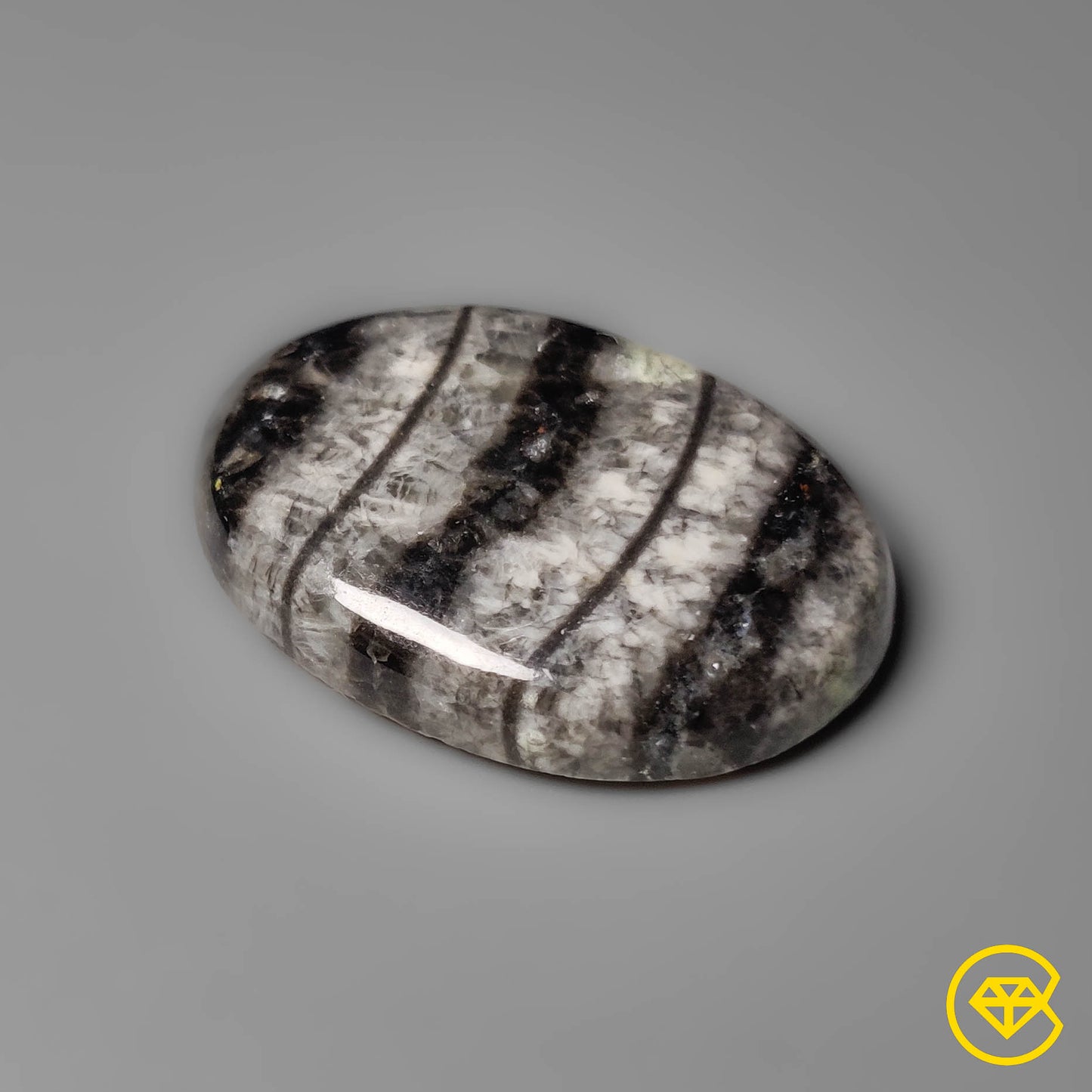 Orthoceras Fossil