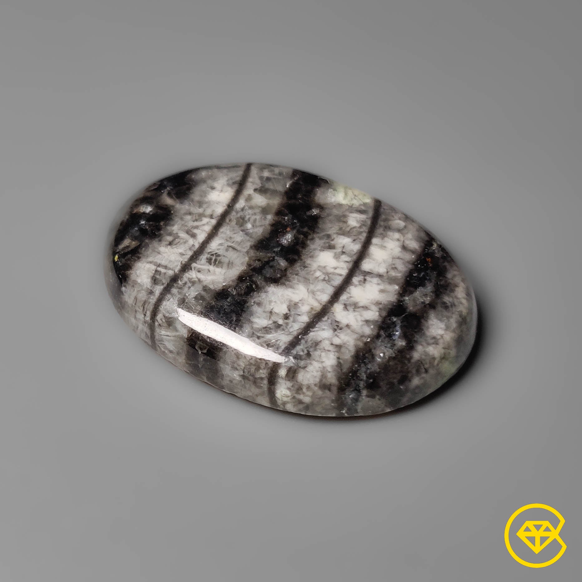 Orthoceras Fossil