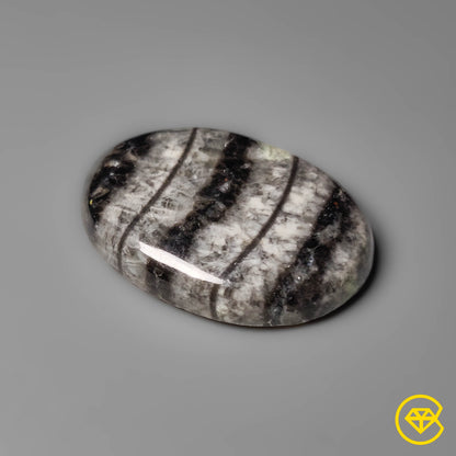 Orthoceras Fossil