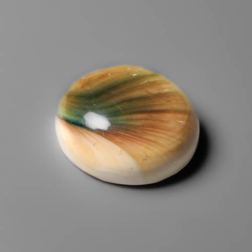 Shiva Eye Shell