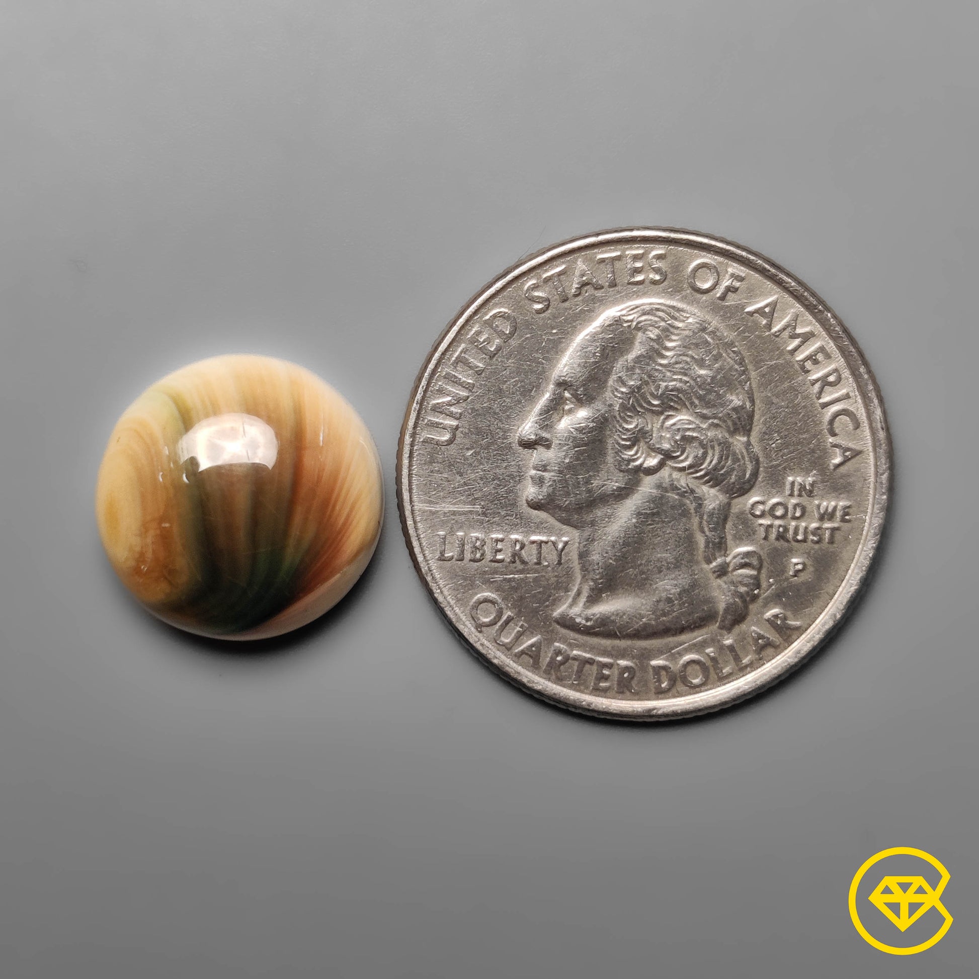 Shiva Eye Shell