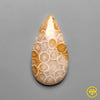 Fossil Coral