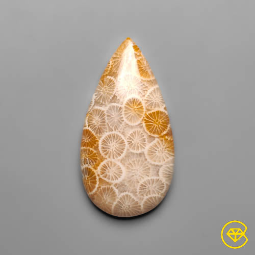 Fossil Coral