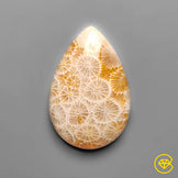Fossil Coral