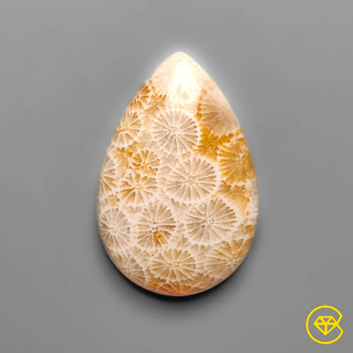 Fossil Coral