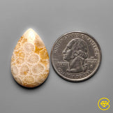 Fossil Coral