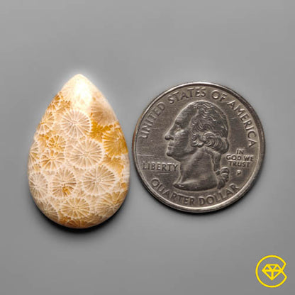Fossil Coral