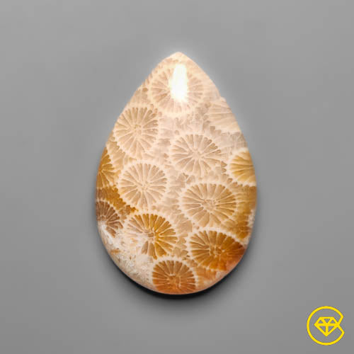 Fossil Coral