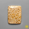 Fossil Coral